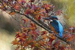 季節外れの紅葉カワセミ