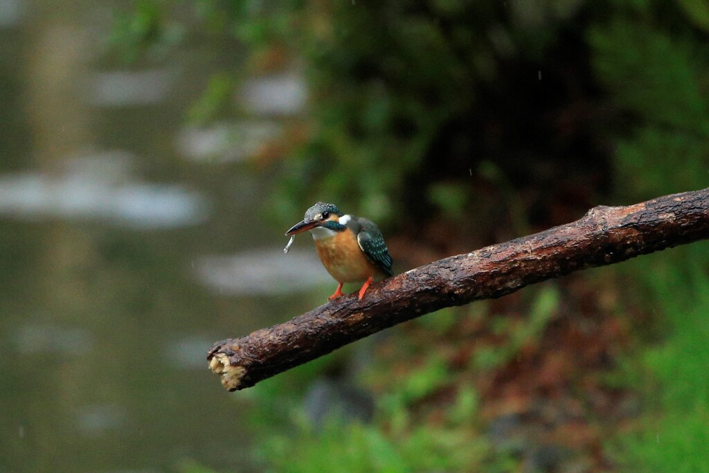 春雨のカワセミ　②