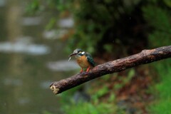 春雨のカワセミ　②