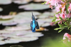 平成最後のカワセミ撮影④