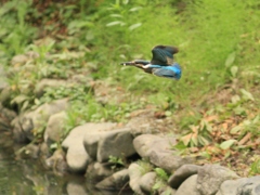 獲った獲物は、私のもの...