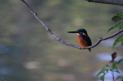 おやっさんとパチリ1...