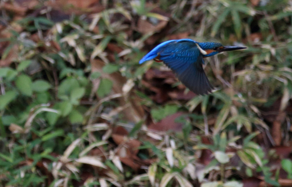 土手に沿って飛翔