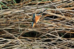我が町のカワセミ　②