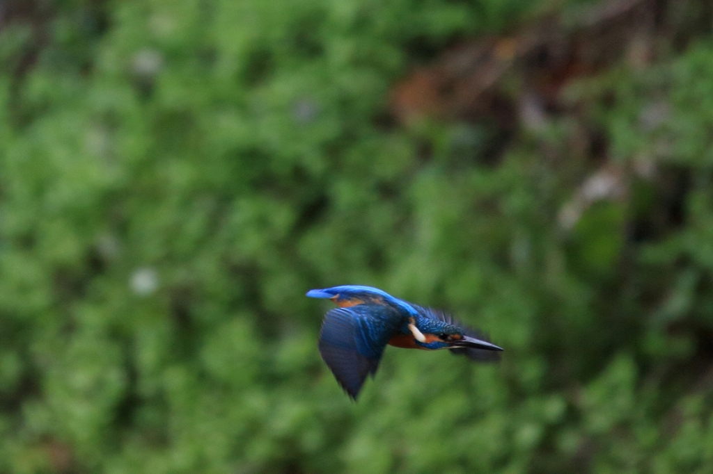 目指すは餌しかあるまい...