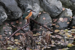 会いたかった、君に...♪
