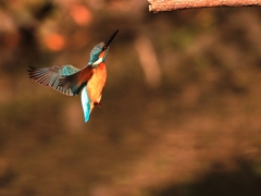 2018年一発目 ①