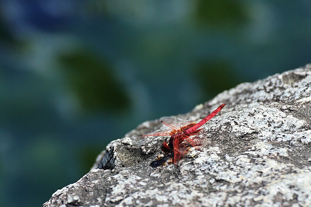 泉の生き物　②