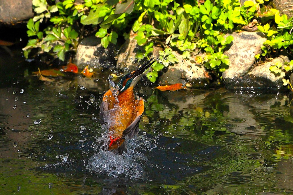 水飛沫