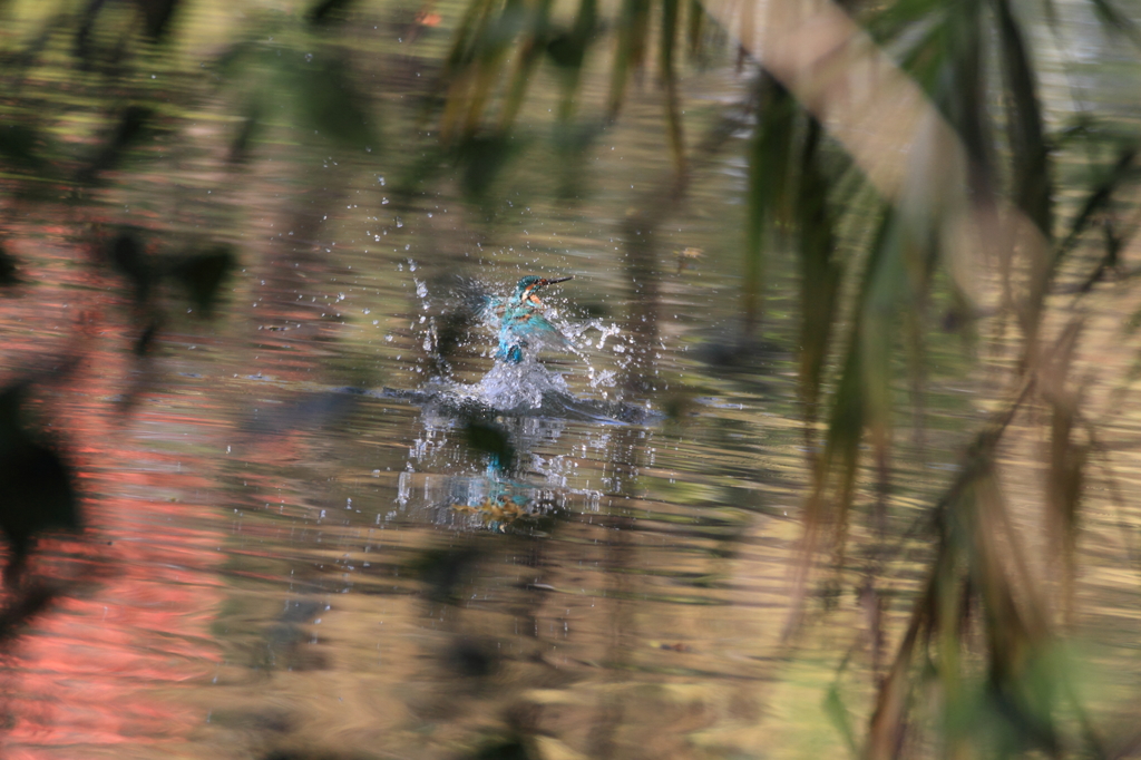 今日雄一の水絡み