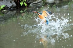 雨の活動　①