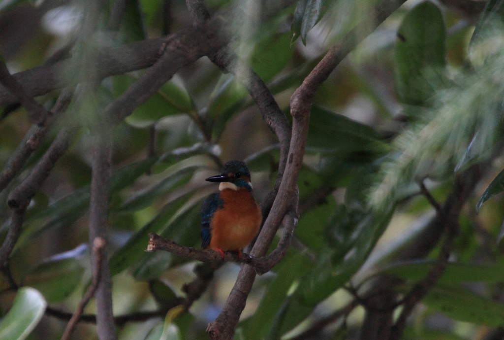 見つけるの大変...