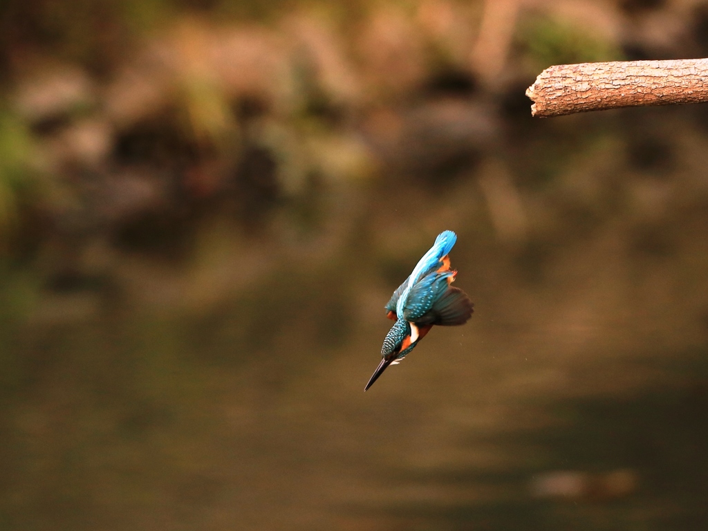 2017年　最後のカワセミ撮影　②