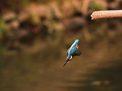 2017年 最後のカワセミ撮影 ②