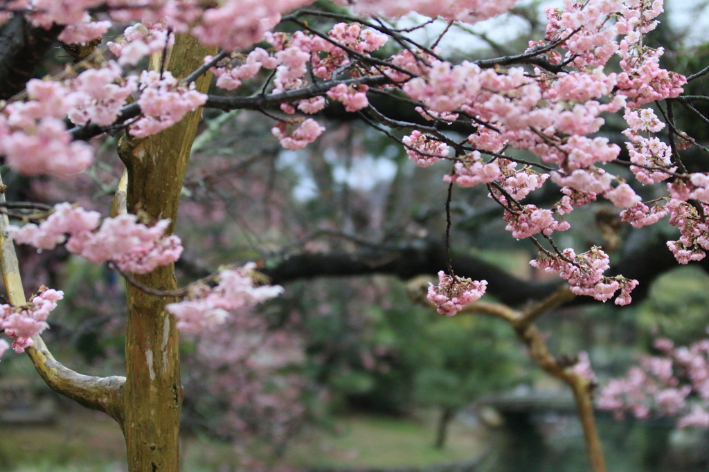 ヒガン桜も咲きました