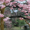 ヒガン桜も咲きました