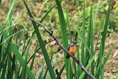 カワセミ（オス）