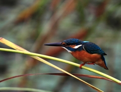 じゃんけん...ぱあっ！
