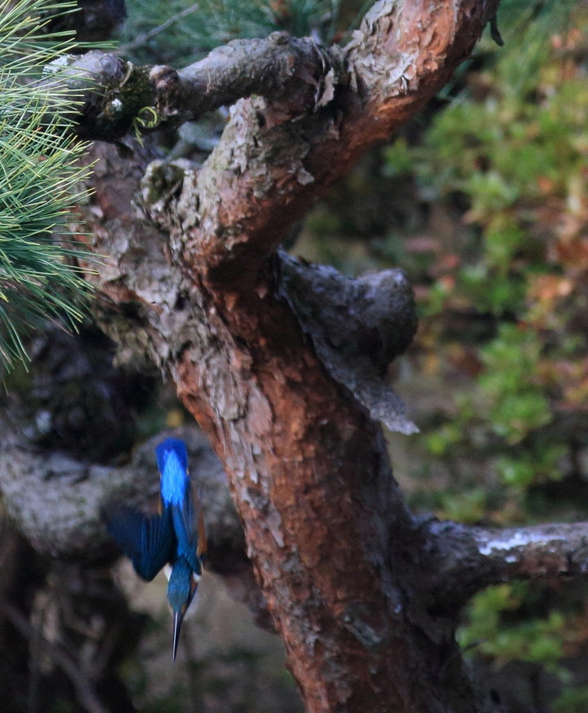 そして、飛びこみ