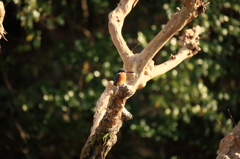 さるすべりの枝で...