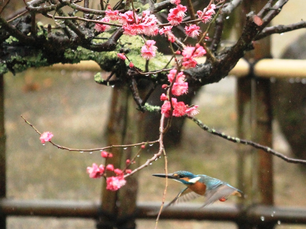 雨中の梅絡み　①