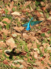 お魚獲ったぞ！