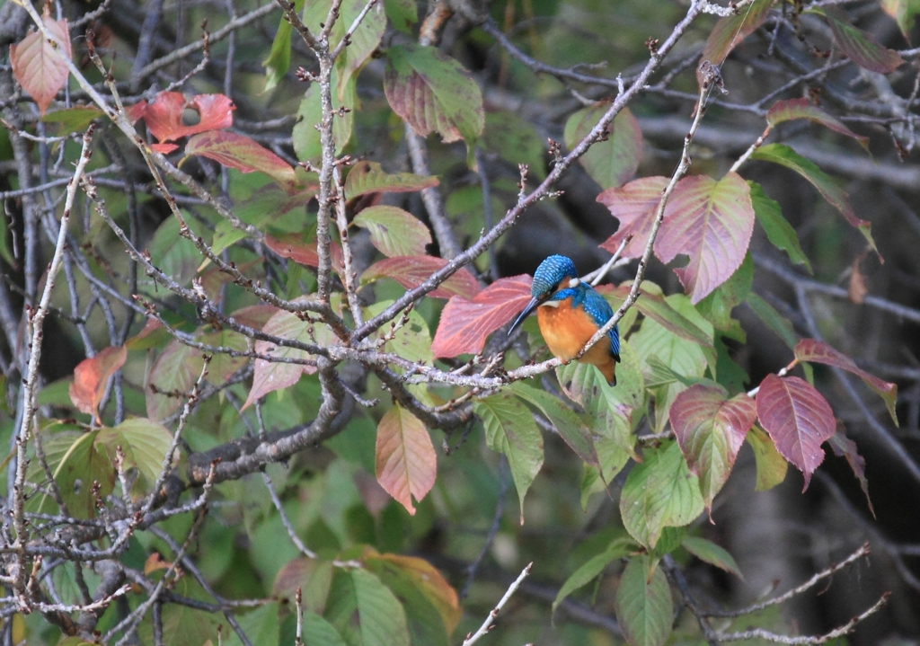 餌が...　サム～っ...