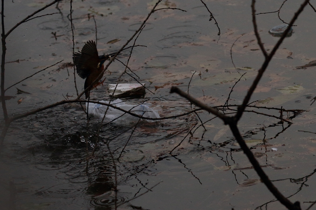 ゴミの横へダイブ！