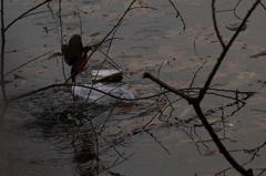 ゴミの横へダイブ！