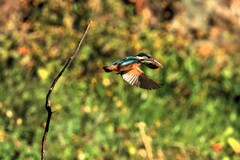 新春のカワセミ　②