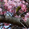 どれにしようかな？