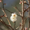白梅の開花　1