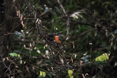どっか、お魚さんいませんか？