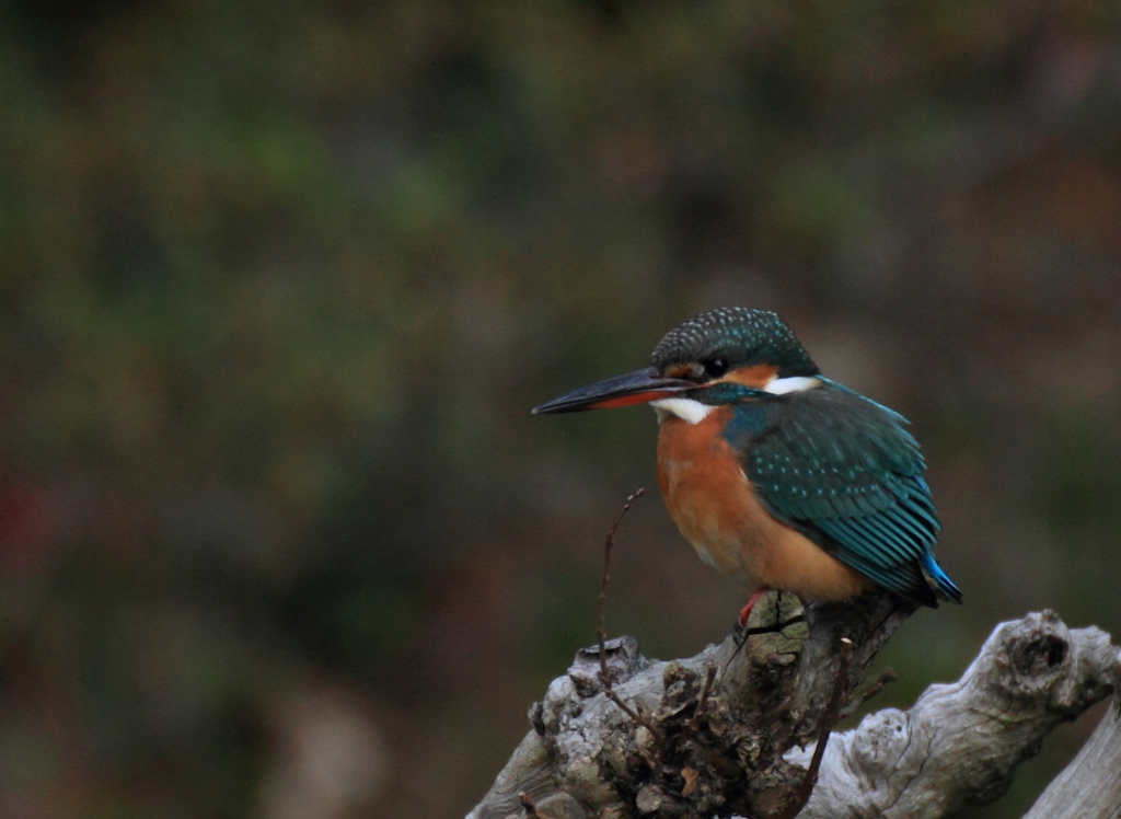 お遊びでトリミング