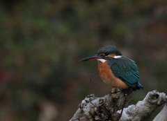 お遊びでトリミング