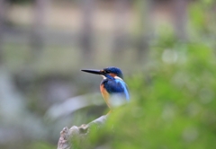 題名：カワセミ君