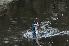2月9日のカワセミ
