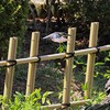 カワセミ　④