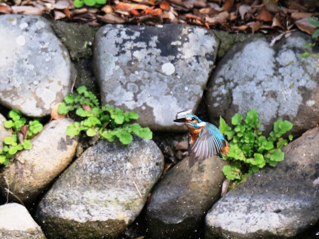 ギリギリＧＥＴ