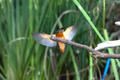 早朝に登場！②