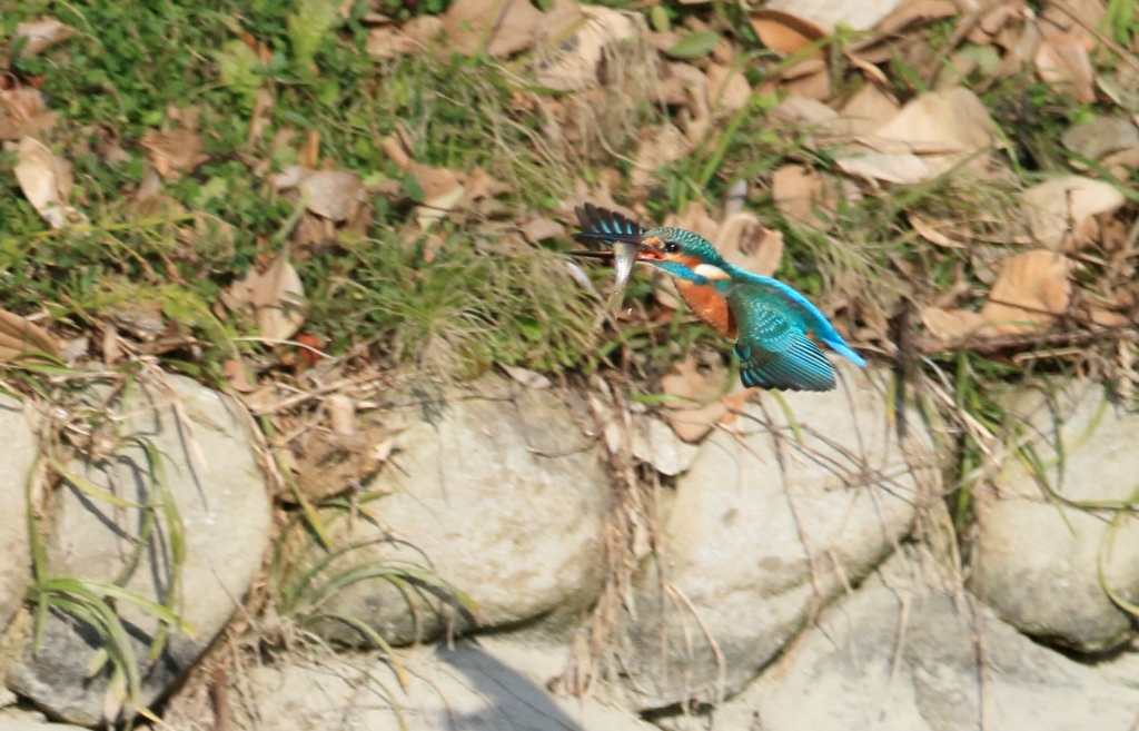 餌を持って何処へ...