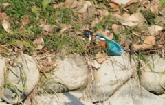 餌を持って何処へ...