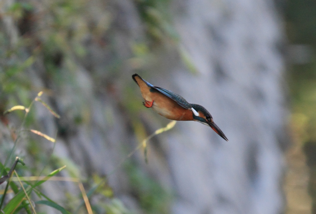 迫力の無い飛び込み...