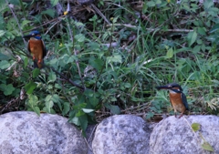 何をみてるんだろう？