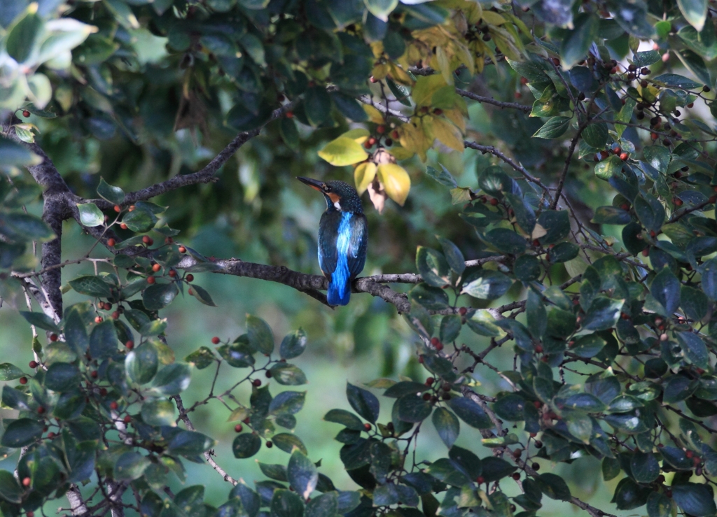 この後、2羽とも消えました