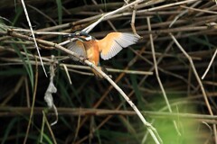 我が町のカワセミ　①