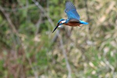 春が来た！　②