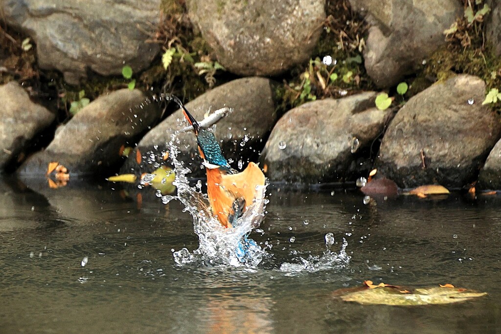 水絡み