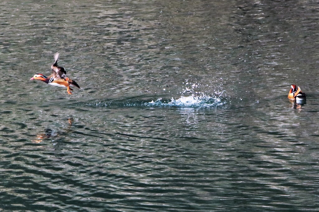 焦点距離が遠い　②