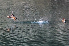 焦点距離が遠い ②